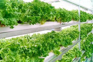 Shipping Containers for Agriculture and Farming: The Complete Farm Storage Guide