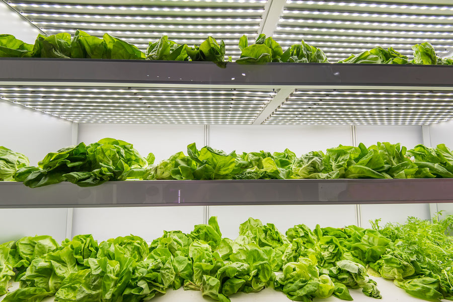 Shipping Container Farms: The Future of Plant Growing