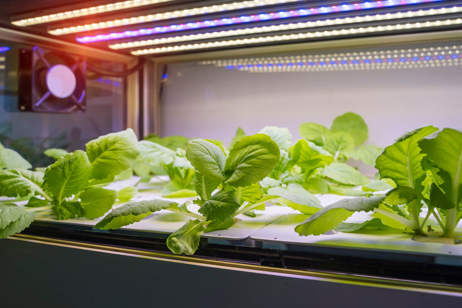 Shipping Container Farms: A Mobile Solution for Urban Farming